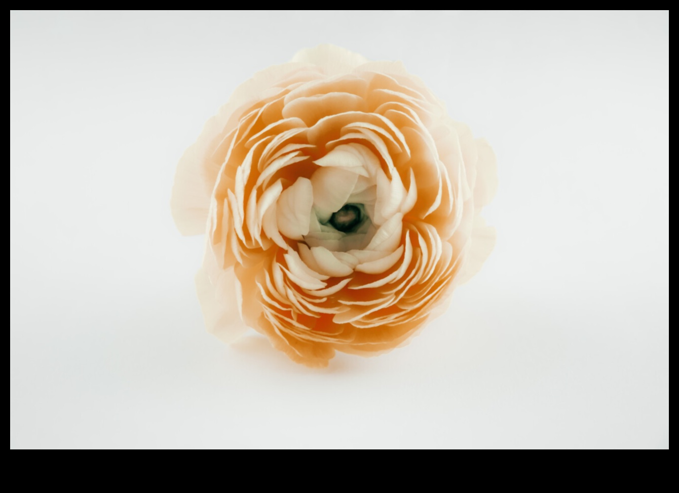 السكون في بلوم تنسيقات الزهور على الورق 3 السكون في الإزهار: ترتيبات الأزهار على الورق